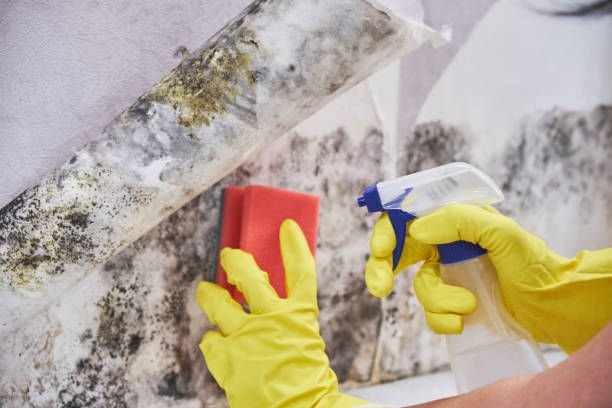 Professional Mold Removal in Marina, CA